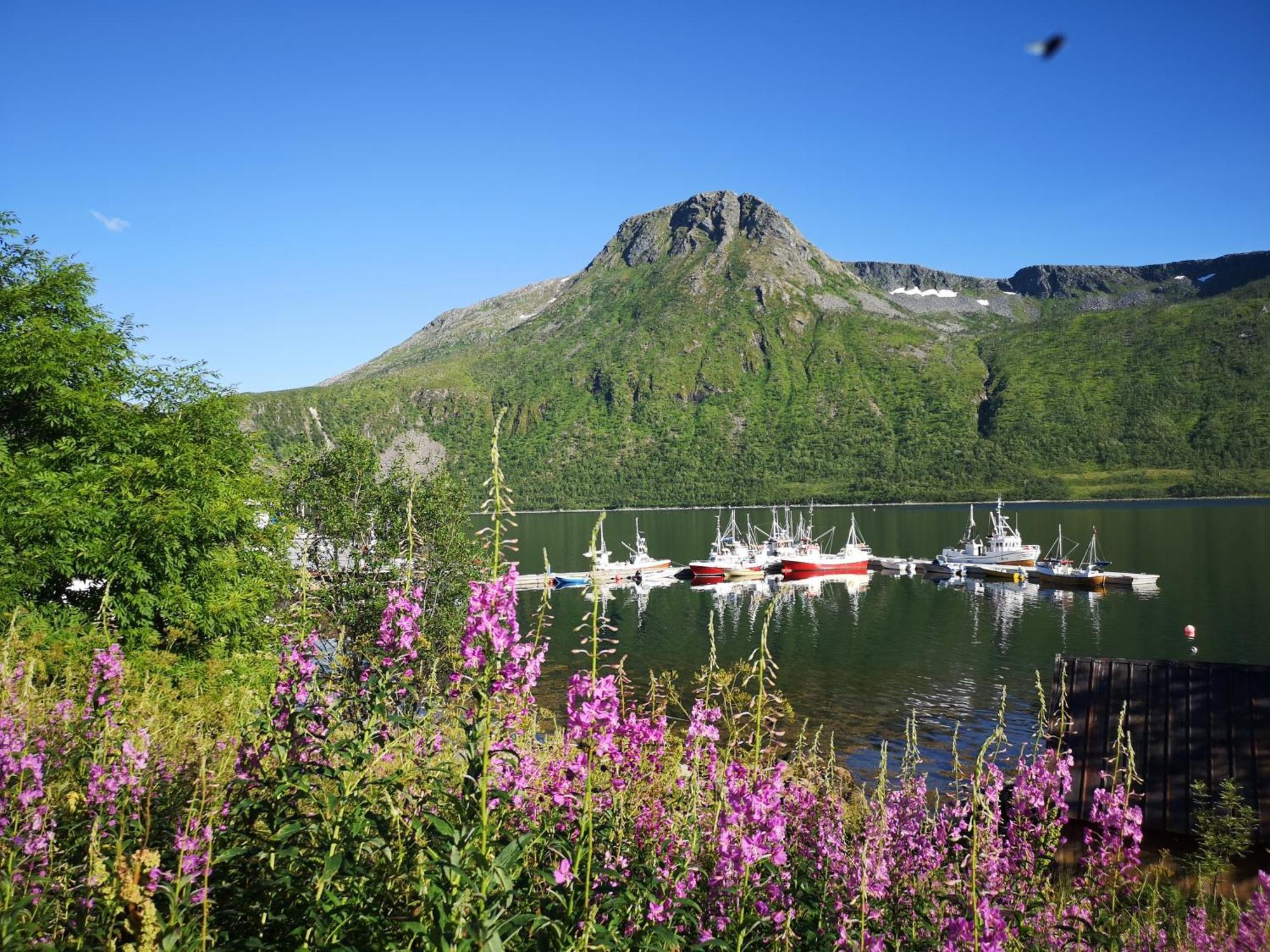 Ferrytale, Cozy, Spacious House On Senja Gryllefjord Exterior photo